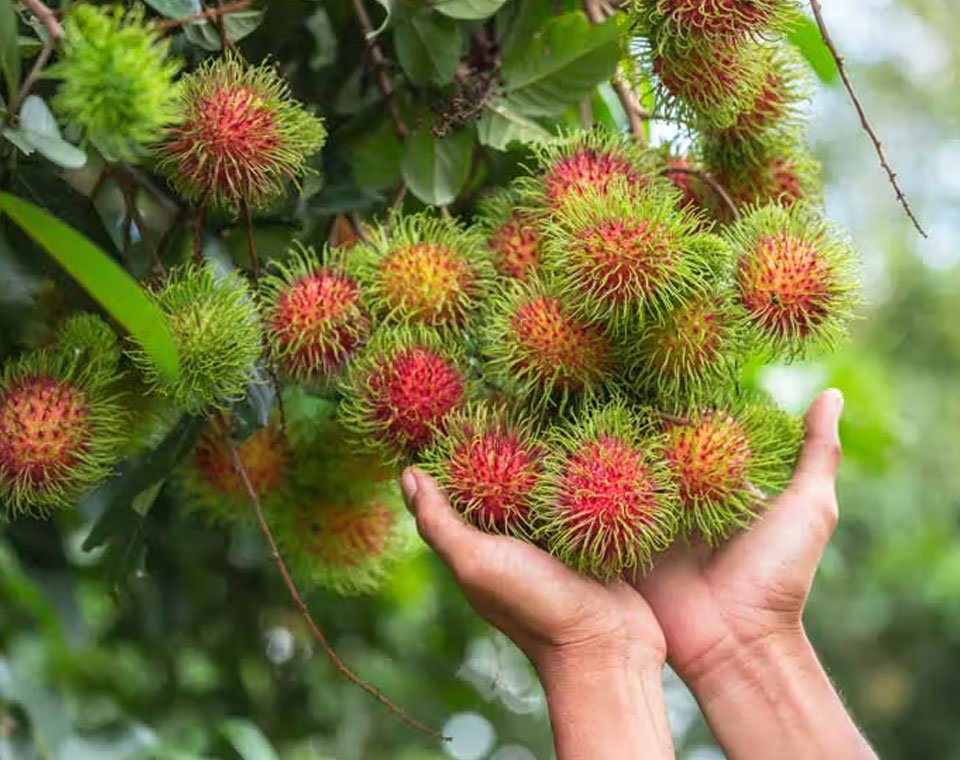 Rambutan