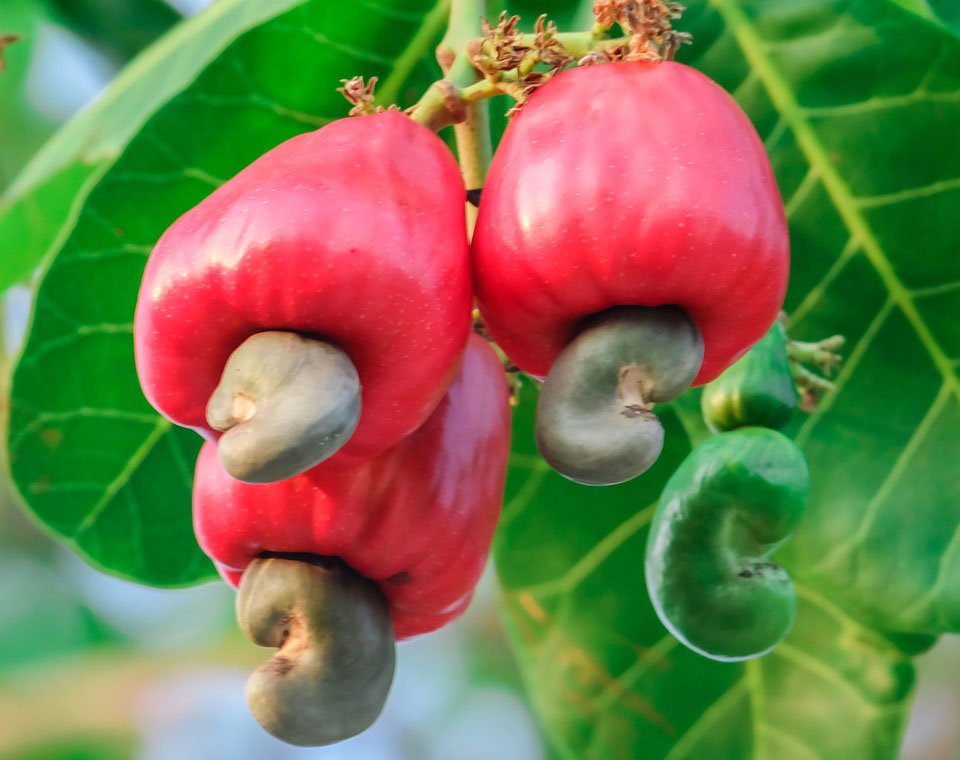 Cashew Apple